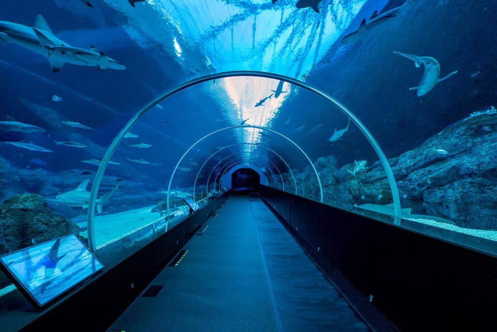 S.E.A. Aquarium, Sentosa, Singapore - Shutterturf