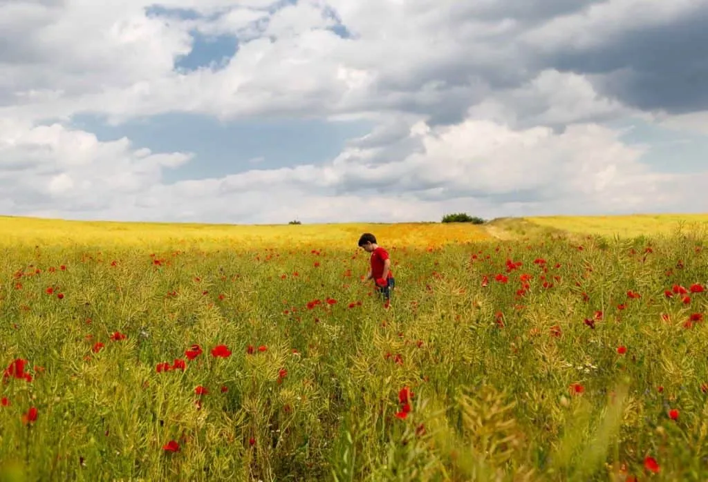 A person surrounded by red poppies in a field.